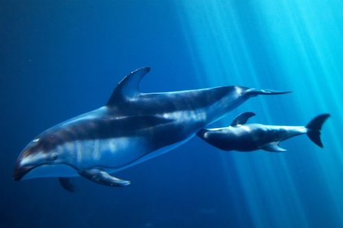 Дельфинчик на сайте ZooBorns