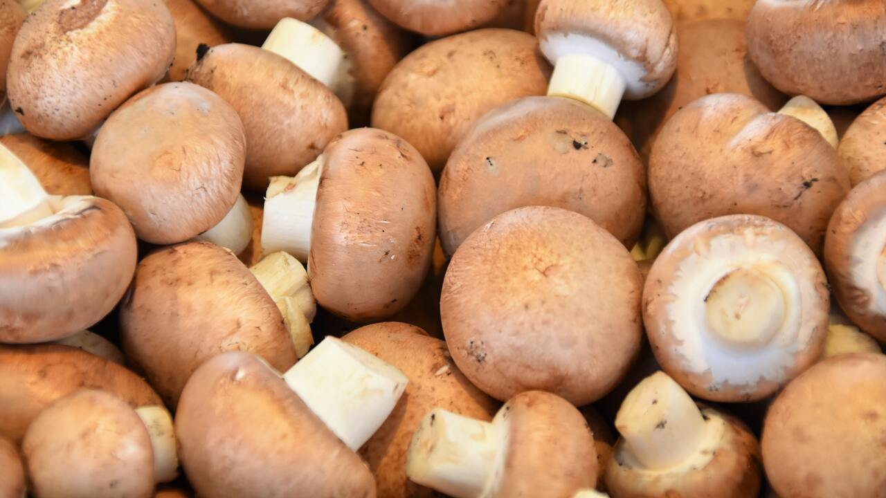 фото грибов на языке
