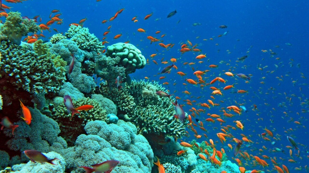 кораллы из египта