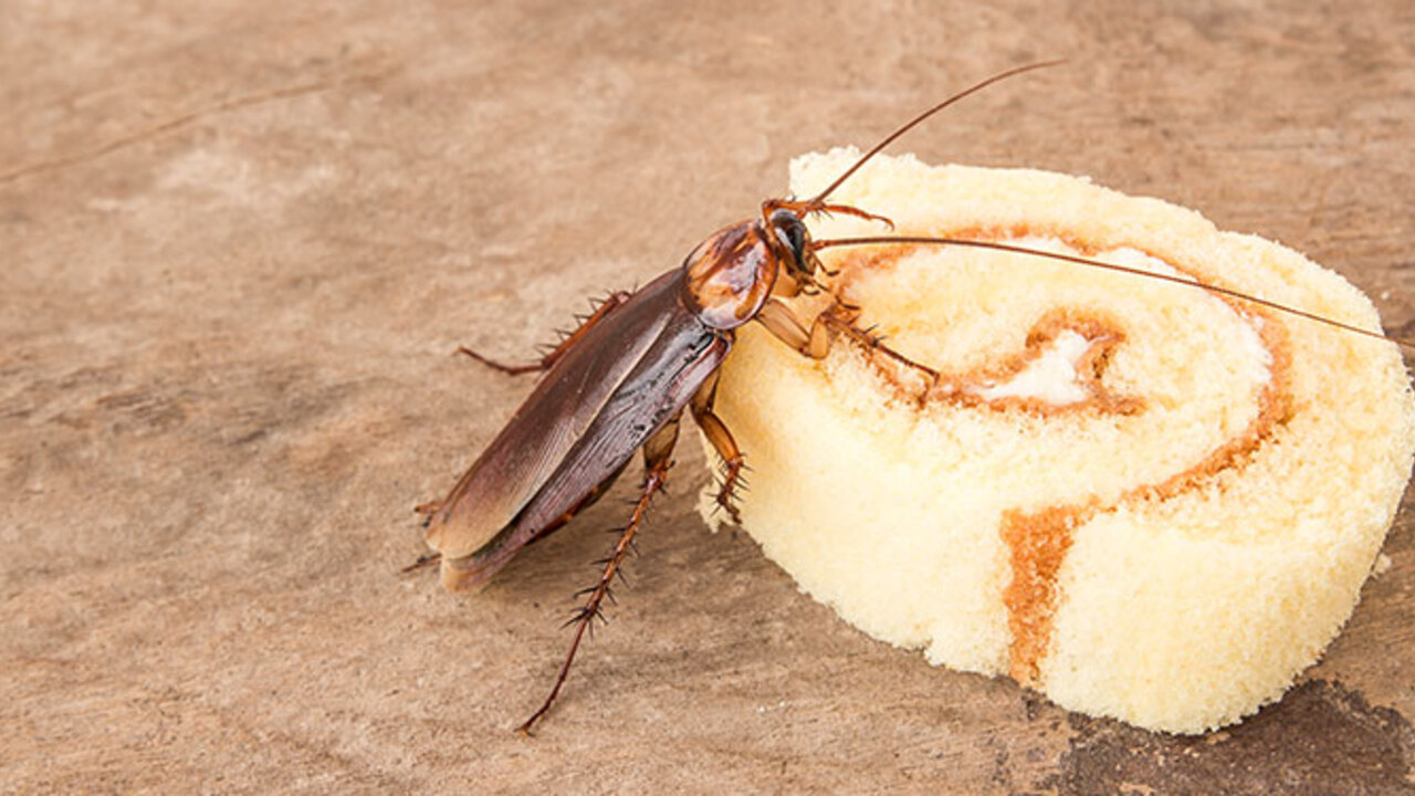 What Cockroach eat