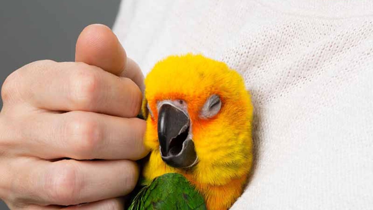 how-parrots-can-pronounce-human-words-without-lipsscience-and