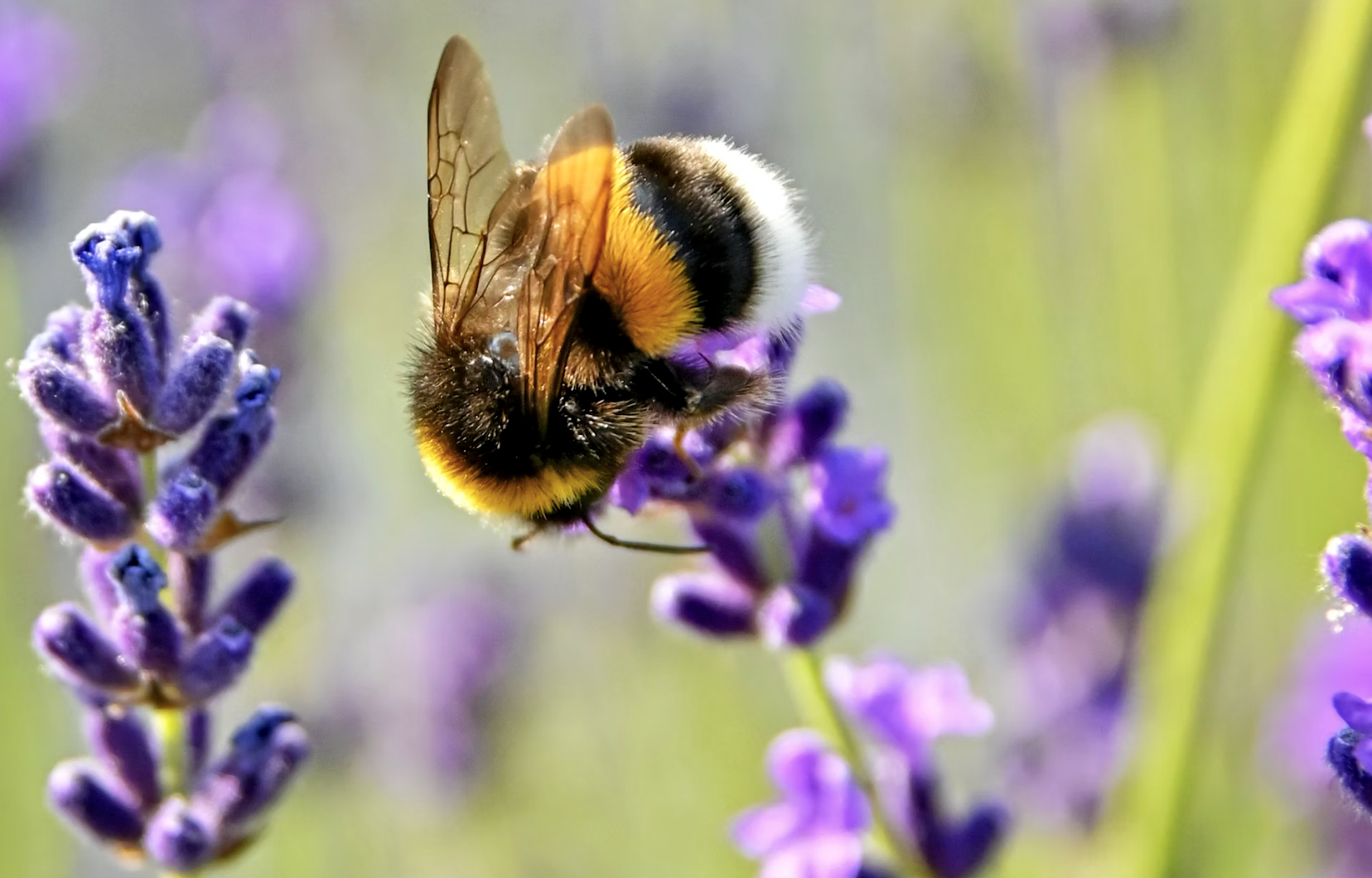 Загрязнение воздуха оказалось проблемой не только для людей: пчелы тоже страдают