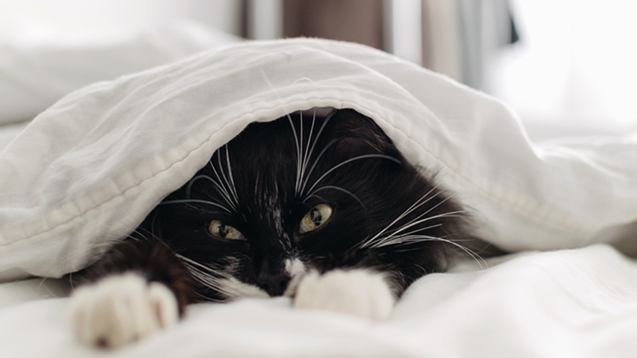 Black Cat sleeping in Bed