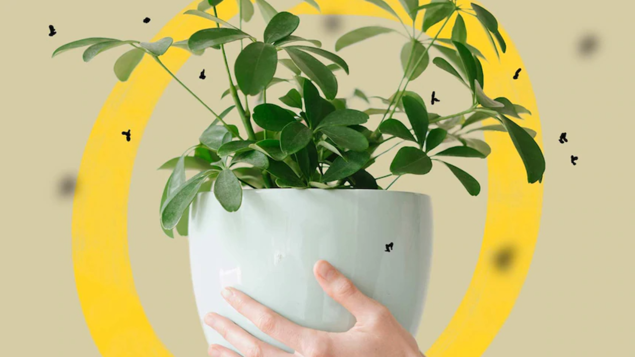 how to get rid of midges from indoor plants