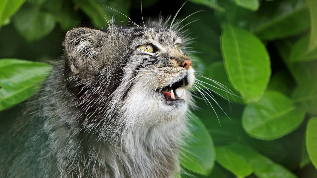 How are Pallas cats different from ordinary cats?Science and ...