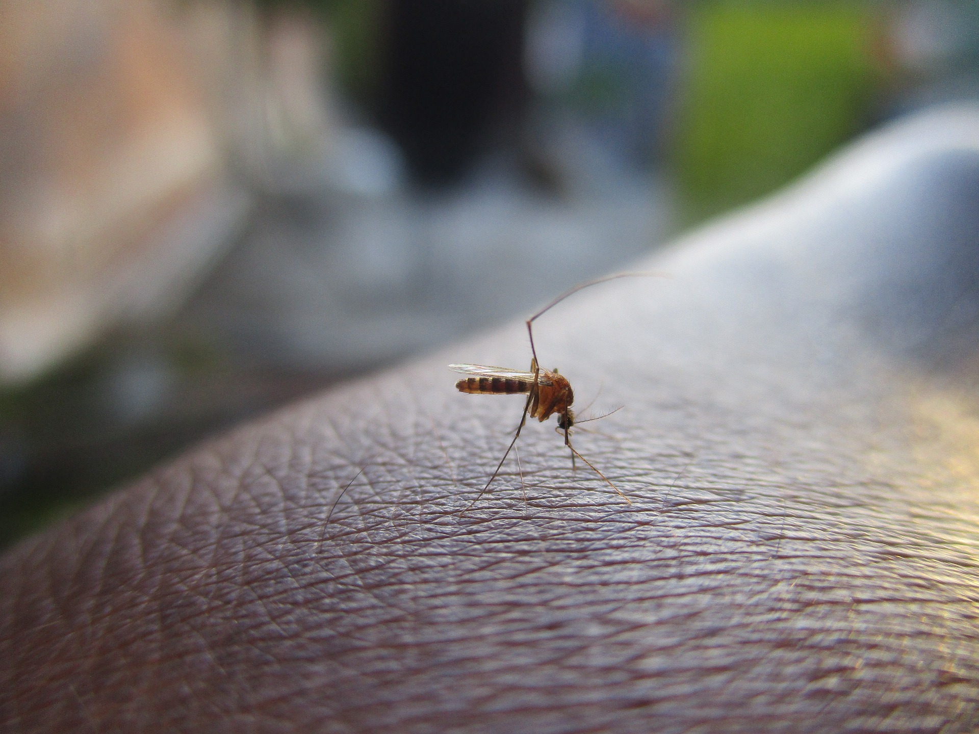 Перечислены способы защиты от комаров