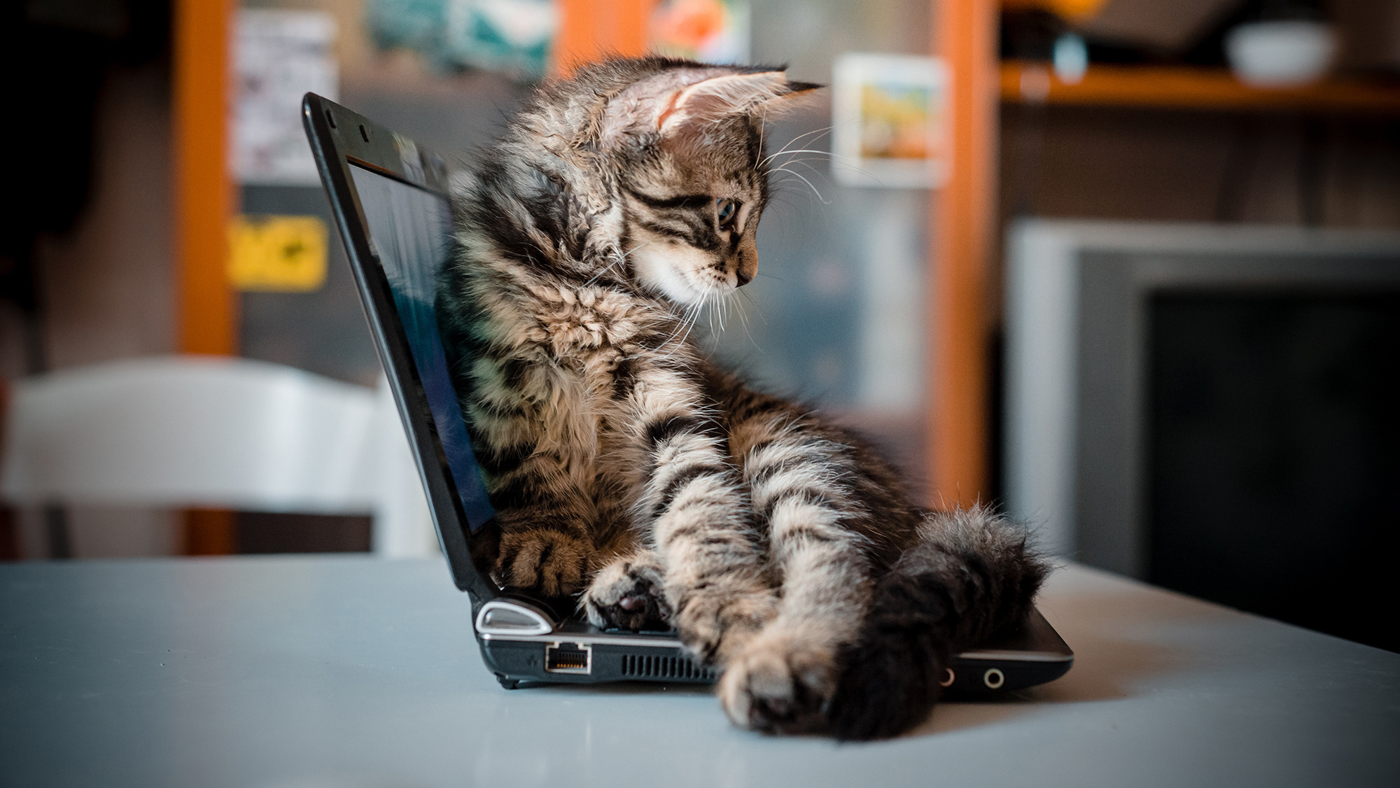 Учёный объяснил, почему коты любят сидеть на ноутбуке