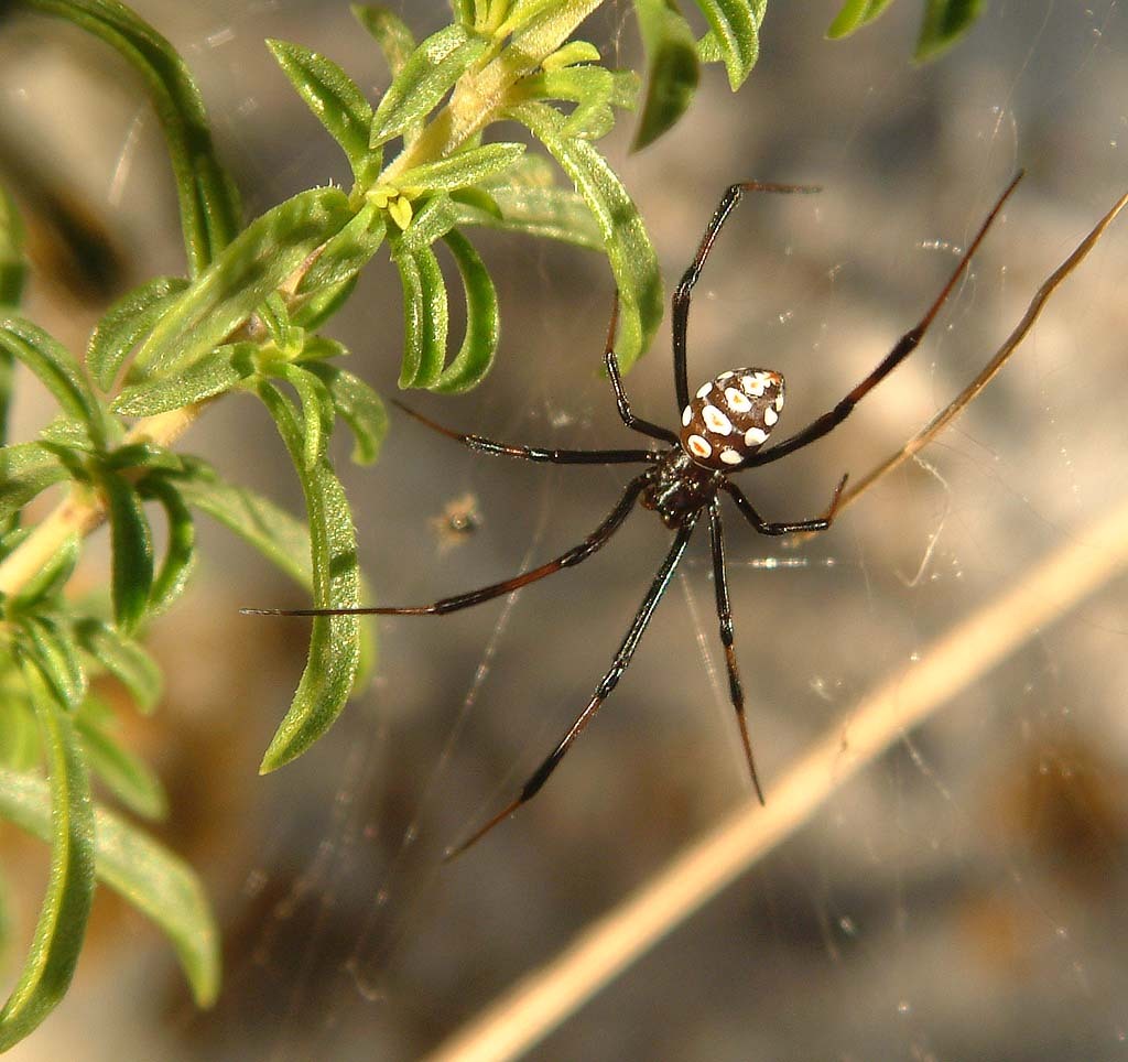 Названы самые опасные пауки в России и Европе