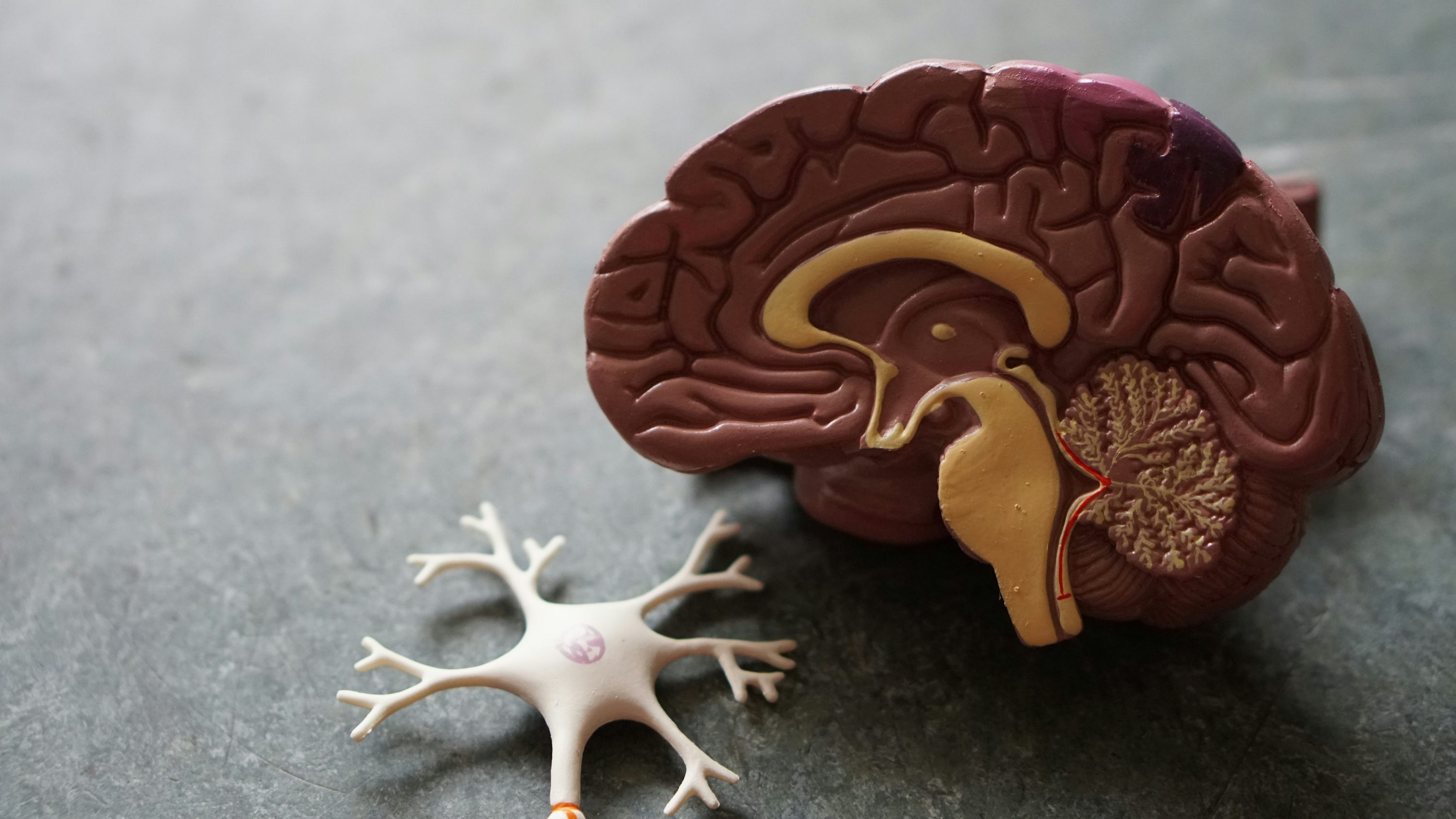 Учёные рассказали о связи сотрясения мозга и старческого слабоумия