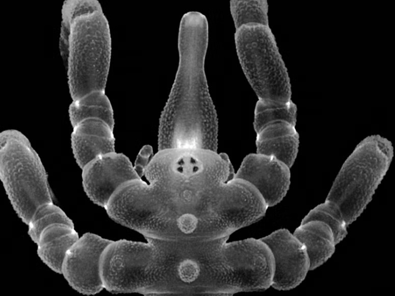 Морские пауки смогли отрастить новый анус взамен старого — Ferra.ru